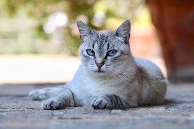 Close-up portrait of tabby cat