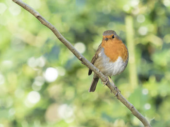 Close-up of bird perching on tree