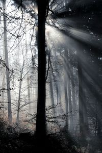 Bare trees in forest