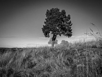 Tree on field against sky