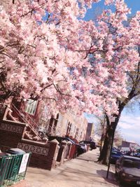 Pink flowers growing on tree