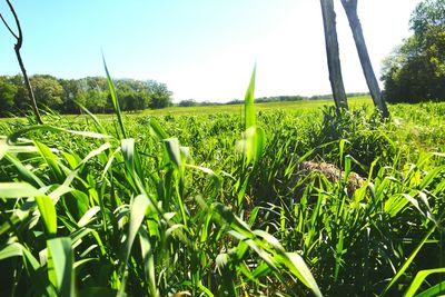 Scenic view of grassy field against sky