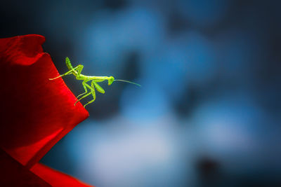 Close-up of red flower on plant