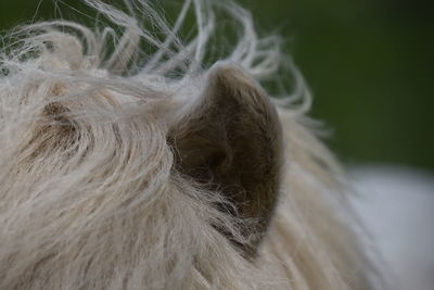 Close-up of white horse