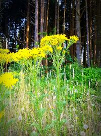 Yellow flowering plants on field