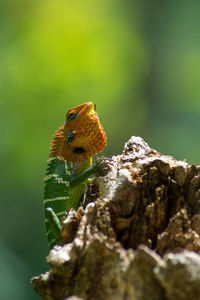 Close-up of bird perching on a plant