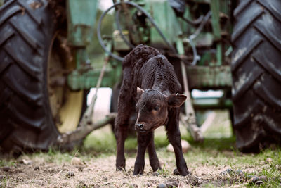 Close-up of calf standing on land