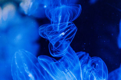 Close-up of smoke against black background