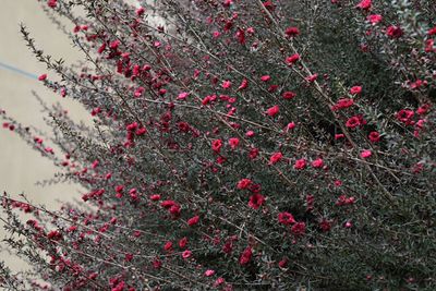 Close-up view of red tree