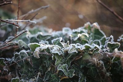 Close-up of frozen leaves