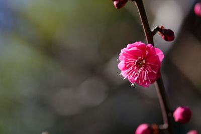 Close-up of pink flowering plant