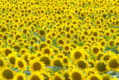 Full frame shot of sunflower field