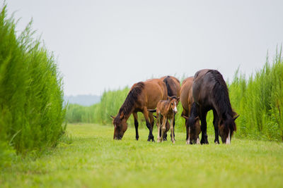 Horses grazing on field against clear sky