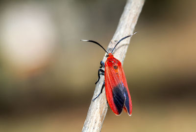 Close-up of butterfly