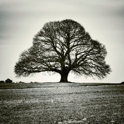 Bare trees on field