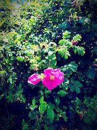 Close-up of pink flowering plant