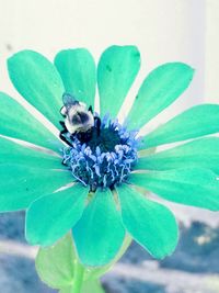 Close-up of insect on flower