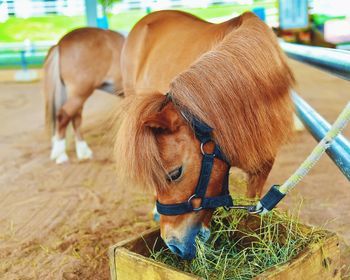 Close-up of a horse