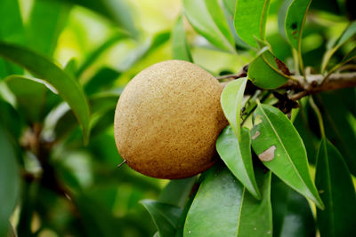 Close-up of fruit growing on plant