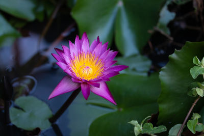 Close-up of pink water lily in pond