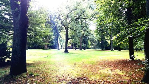 Trees in park