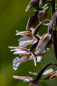 Close-up of purple flowering plant