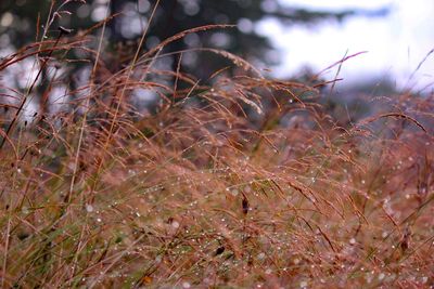 Close-up of dried plant on field