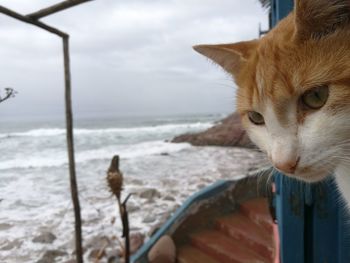 View of a cat on beach