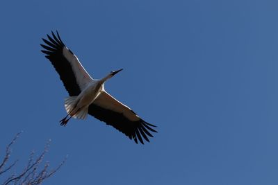 Low angle view of seagull flying in sky