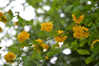 Close-up of yellow flowering plants