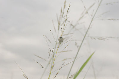 Close-up of plant against blurred background