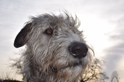 Close-up portrait of horse against sky