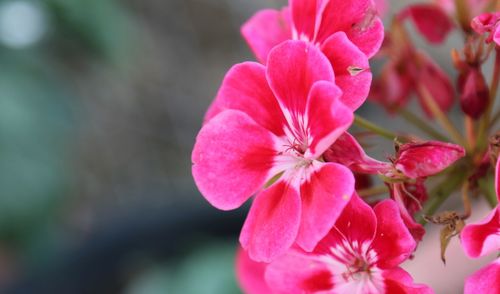 Close-up of pink flowering plant
