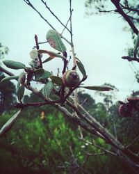 Close-up of plant against blurred background