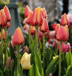 Close-up of flowering plants