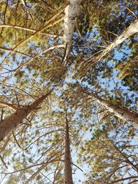 Low angle view of tree against sky