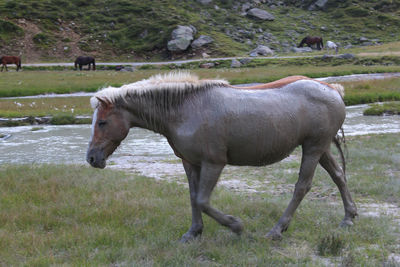 Horses on field by stream