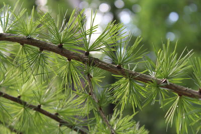 Close-up of fresh green leaves