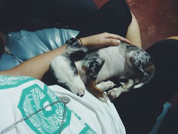 High angle view of pet dog sleeping on female lap