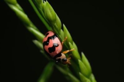 Close-up of ladybug on leaf against black background