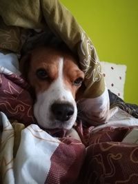 Portrait of dog resting on bed at home