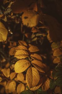 Close-up of plant