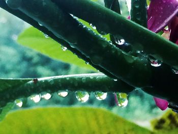 Close-up of water drops on leaf