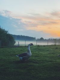 Birds on grassy field against sky during sunset