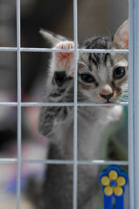 Close-up portrait of a cat in cage