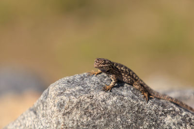 Close-up of lizard