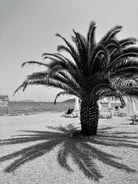 Palm trees on beach against clear sky