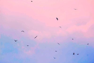 Low angle view of silhouette birds flying against sky