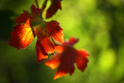 Close-up of leaves on tree