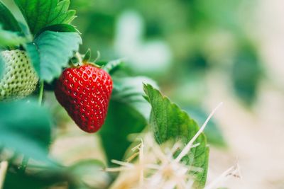 Close-up of strawberries growing on field